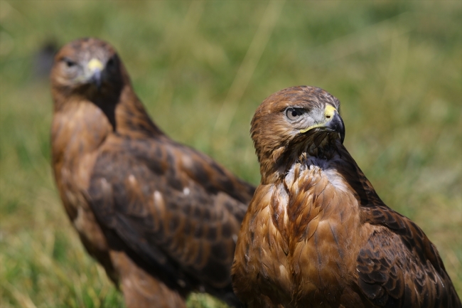 Van'da tedavi edilen 35 kuş doğaya bırakıldı